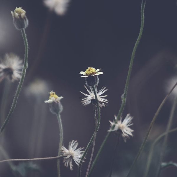 DEPRESSIONE-ADULTI_1600_600-1 DEPRESSIONE-ADULTI_1600_600-1
